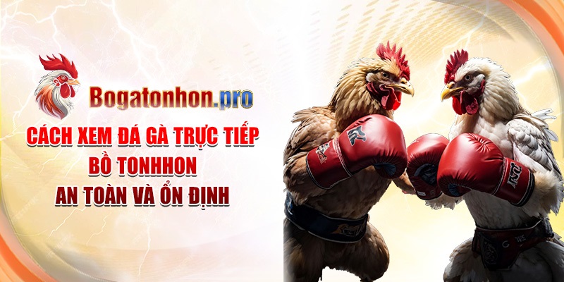 Cách xem đá gà trực tiếp Bồ Tonhon an toàn và ổn định Cách xem đá gà trực tiếp Bồ Tonhon an toàn và ổn định