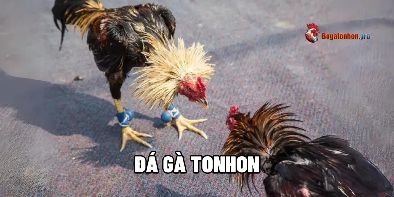 Đá Gà Tonhon C6 - Khám Phá Bồ Gà Mới Với Các Kèo Hấp Dẫn