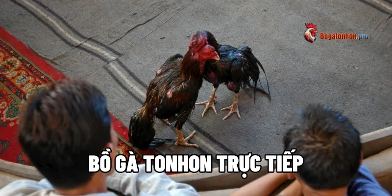 Khám Phá Bồ Gà Tonhon Trực Tiếp Hot Nhất Hiện nay