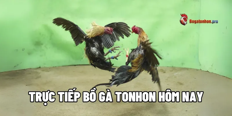 Xem Trực Tiếp Bồ Gà Tonhon Hôm Nay Với Chất Lượng 3D