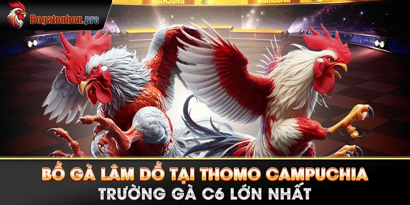 Bồ Gà Lâm Dồ tại Thomo Campuchia - Trường gà C6 lớn nhất