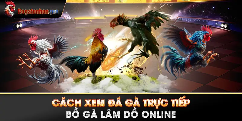 Cách xem đá gà trực tiếp Bồ gà Lâm Dồ online