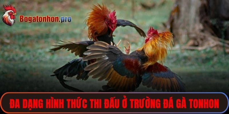 Đa dạng hình thức thi đấu ở trường đá gà Tonhon 