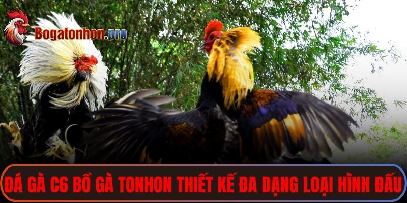 Đá gà C6 bồ gà Tonhon cũng được thiết kế đa dạng loại hình đấu 