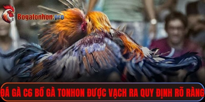Đá gà C6 bồ gà Tonhon được vạch ra quy định rõ ràng
