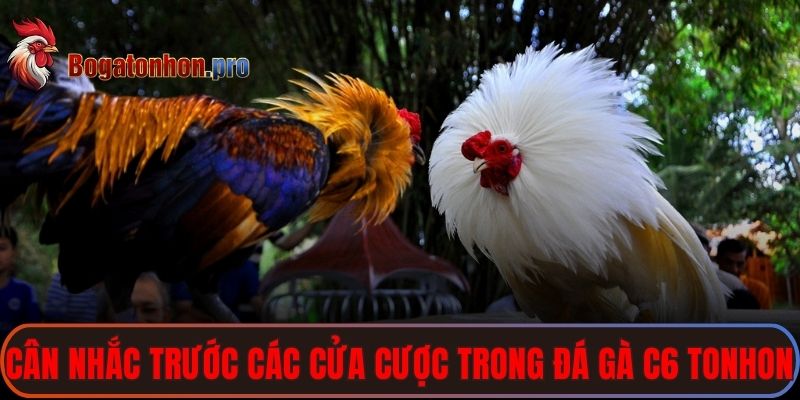 Nên cân nhắc trước các cửa cược trong đá gà C6 Tonhon