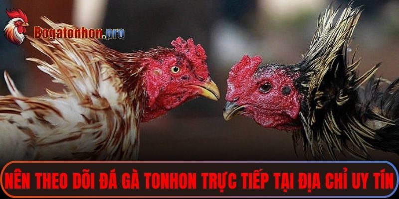 Nên theo dõi đá gà Tonhon trực tiếp tại địa chỉ uy tín để luôn an toàn