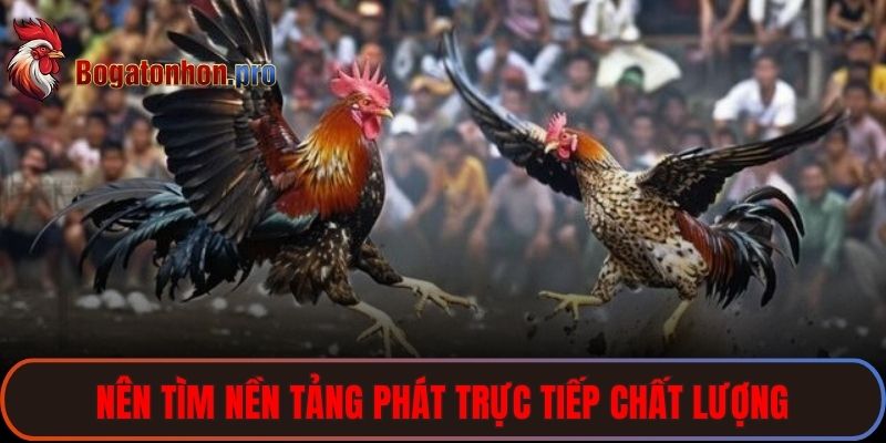Nên tìm nền tảng phát trực tiếp chất lượng để đảm bảo tính ổn định 