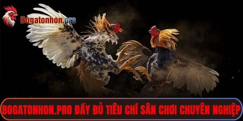 Nhà cái bogatonhon.pro có đầy đủ các tiêu chí của sân chơi chuyên nghiệp