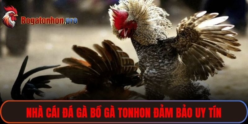 Nhà cái đá gà bồ gà Tonhon đảm bảo uy tín và chất lượng vượt trội