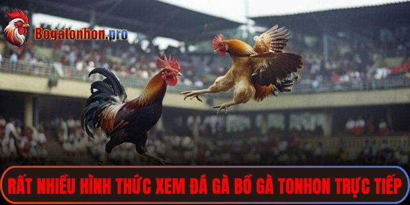 Rất nhiều hình thức xem đá gà bồ gà Tonhon trực tiếp để bạn theo dõi 