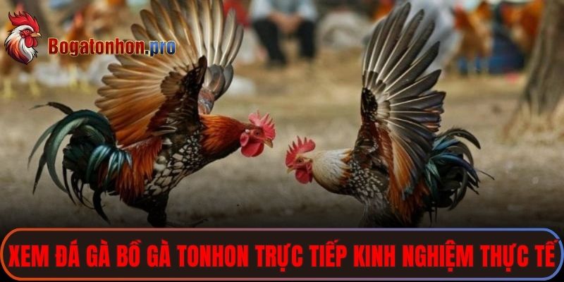 Xem Đá Gà Bồ Gà Tonhon Trực Tiếp - Bồ Gà C6 Thomo