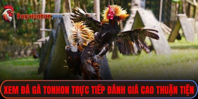 Xem đá gà Tonhon trực tiếp được đánh giá cao về sự thuận tiện 
